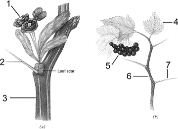 Figure 18-1   Refer to the accompanying figure. The structure labeled as 2 is homologous with the structure labeled as: A)  1 B)  3 C)  4 D)  5 E)  7