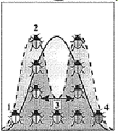 Figure 19-1   What type of selection is represented by the accompanying figure? A)  No selection B)  Natural selection C)  Disruptive selection D)  Stabilizing selection E)  Directional selection