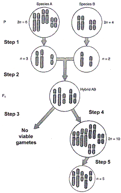 Figure 20-1   The most common outcome of the process in the accompanying figure is no viable gametes. This happens because of: A)  hybrid inviability. B)  defective meiosis. C)  gametic isolation. D)  species incompatibility. E)  a low rate of fertilization.