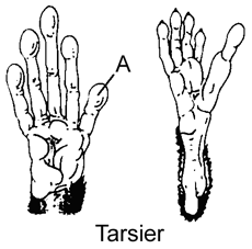 Figure 22-1       Which of the following did the first primates most likely eat, based on fossil evidence? A)  Mammals B)  Plants C)  Birds D)  Insects E)  Fish