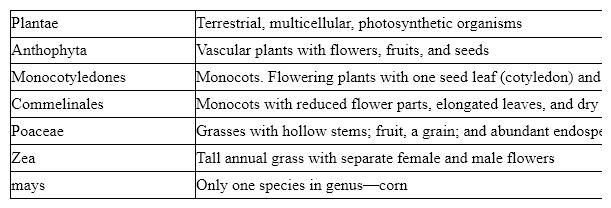 Table 23-1   Based on the accompanying table, one characteristic used at the class level of classification for corn is: A)  separate male and female flowers. B)  the presence of a single seed leaf. C)  flower parts in fours or fives. D)  flowering vascular plants. E)  tall annual grasses.