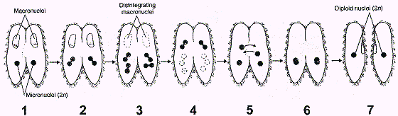 Figure 26-2 ​   What is the outcome of the process illustrated in the accompanying figure? A)  One male and one female cell B)  Four new but genetically distinct cells C)  Two new but genetically distinct cells D)  Two new genetically identical cells that differ genetically from what they were before E)  Four new genetically identical cells that differ genetically from what they were before