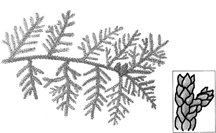 The accompanying figures are representative of which of the following? ​   A)  Anthophyta B)  Gnetophyta C)  Ginkophyta D)  Cycadophyta E)  Coniferophyta