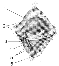 Figure 31-4 ​   The larva in the accompanying figure is characteristic of which group of organisms? A)  mollusks B)  cnidarians C)  nematodes D)  arthropods E)  platyhelminthes