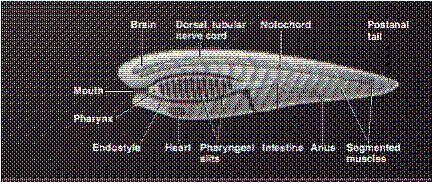 Figure 32-1 ​   The structure in the accompanying figure labeled ____ is characteristic of the phylum to which this organism belongs. A)  brain B)  mouth C)  heart D)  notochord E)  anus
