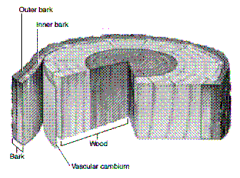 Figure 33-1 ​   Refer to the accompanying figure. The labeled structure that is responsible for secondary growth is: A)  outer bark. B)  inner bark. C)  wood. D)  bark. E)  vascular cambium.