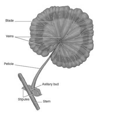 Figure 34-1 ​   Which of the following is a leaf arrangement in which two leaves grow at each node? A)  Netted B)  Parallel C)  Whorled D)  Opposite E)  Alternate