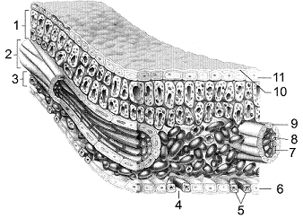 Figure 34-2 ​   The organization of tissues in the accompanying figure is characteristic of a: A)  stem. B)  spine. C)  leaf blade. D)  petiole. E)  bud scale.