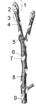 Figure 35-3 ​   What is the age of the twig in the accompanying figure? A)  0 years B)  1 year C)  2 years D)  3 years E)  5 years