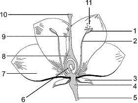 Figure 37-1 ​   In the accompanying figure, the structure that protects the flower as a bud is labeled as _____. A)  1 B)  3 C)  6 D)  9 E)  10