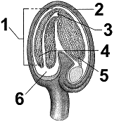 Figure 37-3 ​   Which of the following statements concerning the structures labeled as 4 in the accompanying figure is false ? A)  They are known as cotyledons. B)  They indicate that this plant is a eudicot. C)  They are part of the maturing embryo. D)  They are surrounded by endosperm. E)  They are derived from the integuments.