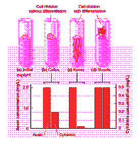 Figure 38-1 ​   Based on the data in the accompanying figure, the condition that results in root development is A)  a high ratio of auxin to cytokinin. B)  a low ratio of auxin to cytokinin. C)  a relatively equal proportion of auxin to cytokinin. D)  cytokinin levels of at least 0.2 mg/L. E)  auxin concentrations of 0.5 mg/L.