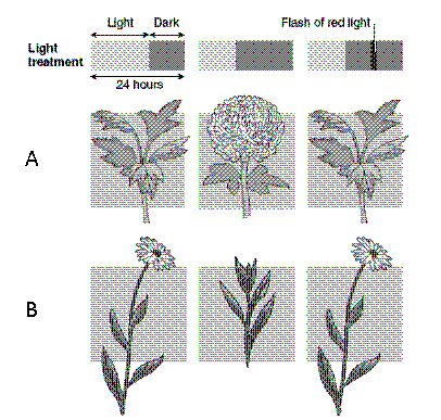 Figure 38-2 ​   Refer to the accompanying figure. What does the photoperiodic response of the plant in Row A suggest? A)  A brief dark period is the light cue that induces flowering. B)  A brief daylight period is the light cue that induces flowering. C)  A long uninterrupted daylight period is the light cue that induces flowering. D)  A long uninterrupted dark period is the light cue that induces flowering. E)  A determination cannot be made from the data provided.