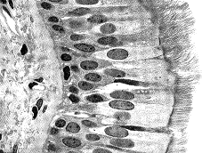 Figure 39-1 ​   What is a primary location for the type of tissue in the accompanying figure? A)  Lining of the digestive tract B)  Within blood vessels C)  Dermis of the skin D)  Respiratory passages E)  Air sacs of the lungs