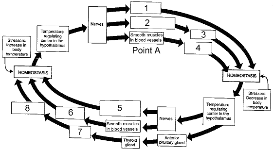 Figure 39-3 ​   Based on the accompanying figure, which of the following is not a response to a decrease in body temperature? A)  The release of thyroid hormone B)  The contraction of blood vessels C)  An increase in metabolic rate D)  An increase in voluntary movement E)  Evaporation of water