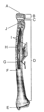 Figure 40-3 ​   ​ In the accompanying figure, the function of the structure labeled C, particularly in small children, is to A)  produce blood cells. B)  act as a growth center. C)  provide mechanical strength. D)  serve as an attachment site for tendons. E)  nourish the bone tissue.