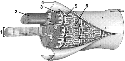 Figure 40-4 Use the figure to answer the corresponding question(s) . ​   ​ Refer to the accompanying figure. In which part of the muscle fiber are calcium ions stored? A)  2 B)  3 C)  4 D)  5 E)  6
