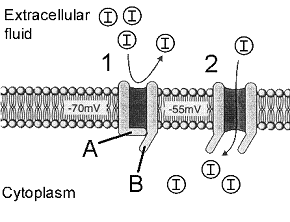 Figure 41-2 ​   ​ Which of the following is an INCORRECT characterization of a graded potential? A)  An altered potential in a relatively small region of the plasma membrane B)  Functions as a signal over a very short distance C)  Potential charge varies depending on the strength of the stimulus applied D)  A large stimulus causes a larger change in permeability E)  Is indicative of a serious disease