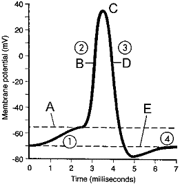 Figure 41-3 ​   ​ In the accompanying figure, label A represents: A)  resting state. B)  repolarization C)  threshold level. D)  equilibrium potential. E)  hyperpolarization.