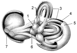 Figure 43-2 ​   ​ The structures labeled as 3 in the accompanying figure are the: A)  ampullae. B)  cochleae. C)  utricles. D)  semicircular canals. E)  cochlear nerves.