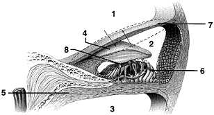 Figure 43-3 ​   ​ Which of the following is a correct statement regarding the cochlea? A)  The cochlea consists of two canals. B)  Thick membranes separate the canals of the cochlea. C)  The vestibular and tympanic canals are filled with a fluid called endolymph. D)  The cochlear duct is filled with a fluid called perilymph. E)  The cochlear duct contains the auditory organ, the organ of Corti.