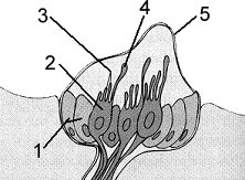 Figure 43-1 ​   ​ Refer to the accompanying figure with the lateral line organs of fishe s . The structures indicated by label 1 are: A)  hair cells. B)  cupula. C)  stereocilia. D)  sensory neurons. E)  supporting cells.
