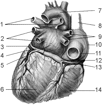 Figure 44-3 Use the figure to answer the corresponding question(s) .     (Posterior View)  Refer to the accompanying figure. A semilunar valve regulates blood flow into which structures? A)  1 and 2 B)  1 and 5 C)  1 and 7 D)  2 and 7 E)  7 and 11