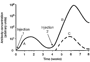 Figure 45-1 ​   ​ The immune system component with a principal role at point B in the accompanying figure is: A)  memory cells. B)  IgM antibodies. C)  IgG antibodies. D)  cytotoxic T cells. E)  antibody IgA.
