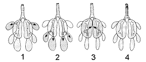 Figure 46-1 ​   ​ Refer to the accompanying figure. Which two figures in the accompanying illustration represent inhalation steps of the respiratory cycle? A)  1 and 3 B)  1 and 2 C)  2 and 3 D)  2 and 4 E)  3 and 4