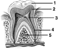 Figure 47-1 ​   ​ In Figure 47-1, dentin is labeled as number A)  1 B)  2 C)  3 D)  4 E)  5
