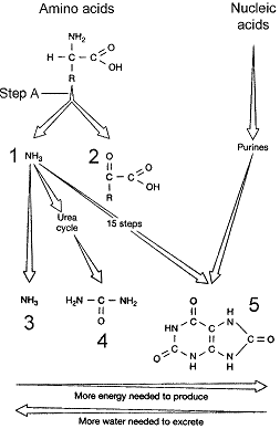 Figure 48-1 ​   ​ The process represented at step A of the accompanying figure is referred to as A)  filtration. B)  secretion. C)  excretion. D)  deamination. E)  elimination.