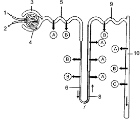 Figure 48-3 ​   ​ Refer to the accompanying figure. In which regions does atrial natriuretic peptide act? A)  3 and 10 B)  5 and 6 C)  2 and 66 D)  1 and 9 E)  9 and 10
