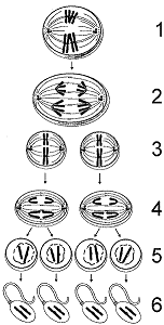 Figure 50-1 ​   ​ Based on the accompanying figure, which label describes diploid cells? A)  2 B)  3 C)  4 D)  5 E)  6