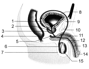 Figure 50-2 ​   ​ Refer to the accompanying figure. If a cut was made between numbers 6 and 10, ____. A)  seminal fluid would not be produced B)  sperm cells would not be produced C)  sperm maturation would be inhibited D)  the seminal vesicles and the testes would be below the cut E)  sperm cells would not be released