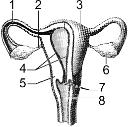Figure 50-3 ​   ​ Which structure in the accompanying figure is responsible for the production of hormones? A)  1 B)  3 C)  4 D)  6 E)  7