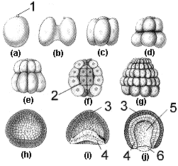 Figure 51-1 ​   ​ Which of the stages or structures in the accompanying figure was formed by the process of gastrulation? A)  1 B)  f C)  g D)  3 E)  5