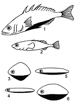 Figure 52-1 ​   ​ The behavioral response tested using the models in the accompanying figure is: A)  classical conditioning. B)  habituation. C)  imprinting. D)  insight. E)  a sign stimulus.