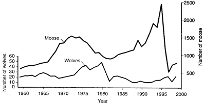 Figure 53-3 ​   ​ According to the data in the accompanying figure, the cause of the decline of the wolf population in 1982 was: A)  a sharp decrease in food supply. B)  a decrease in the intrinsic rate of increase for the wolf population. C)  competition with a newly introduced predator. D)  introduction of a disease organism. E)  cannot be determined from the data provided.