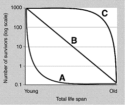 Figure 53-5 ​   ​ Refer to the accompanying figure. A population that produces a large number of offspring, but the offspring must survive independently, would be represented by the curve labeled: A)  A. B)  B. C)  C. D)  either A or B. E)  either A, B, or C.