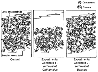 Figure 54-1 ​   ​ In Experimental Condition 1 of the accompanying figure, the distribution of Balanus suggests that: A)  interspecific competition kept Balanus from extending higher into the intertidal area. B)  intraspecific competition kept Balanus from extending higher into the intertidal area. C)  an unfavorable environmental factor kept Balanus from extending higher into the intertidal area. D)  Balanus is less motile than Chthamalus . E)  Balanus is more motile than Chthamalus .