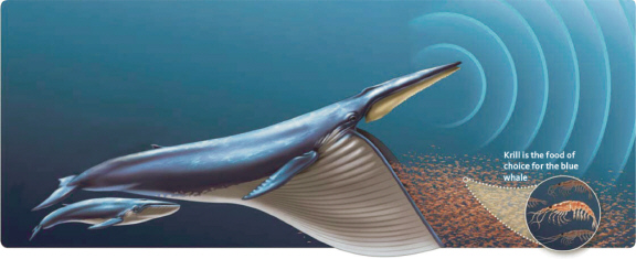   In this figure, which includes whales, their krill prey, and the ocean in which they live, what is the highest hierarchical level that is represented? A)  population B)  community C)  ecosystem D)  biosphere E)  organisms