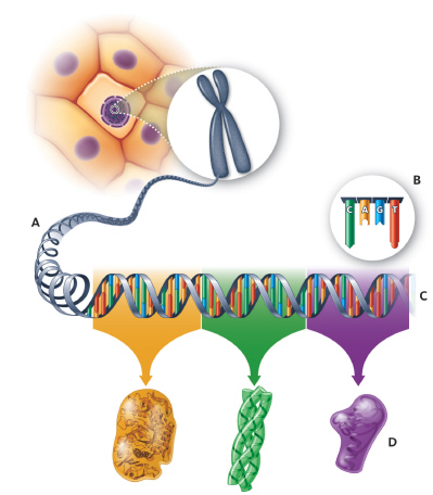   In this figure, a portion of __________ (A)  that codes for a specific __________ (D)  is called a __________ (C) . A)  protein; DNA; gene B)  DNA; gene; protein C)  gene; protein; DNA D)  DNA; protein; gene