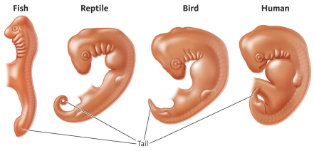  The tail shown in this figure is found in all embryonic vertebrates as a result of similar development patterns and indicates that they share a common ancestor. Based on this information, the particular trait (tail)  is an example of A)  homology. B)  an adaptation. C)  natural selection. D)  fossil evidence.