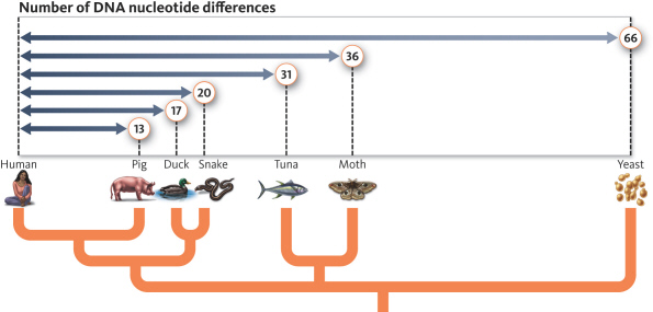   Based on this diagram, which of the following pairs are most closely related? A)  pig and duck B)  tuna and snake C)  duck and snake D)  moth and pig