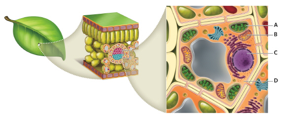   Which structure originated from cyanobacteria? A)  A B)  B C)  C D)  D
