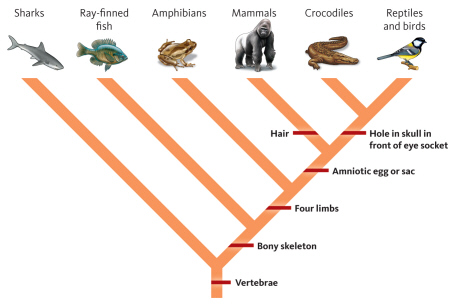   Which of the following groups share the characteristic of having an amniotic sac or egg? A)  amphibians, mammals, and crocodiles B)  sharks, amphibians, and ray-finned fishes C)  mammals, crocodiles, and reptiles/birds D)  reptiles/birds, crocodiles, and amphibians