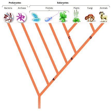   Based on the evolutionary tree, which domain is most closely related to animals? A)  Prokaryotes B)  Eukaryotes C)  Archaea D)  Bacteria