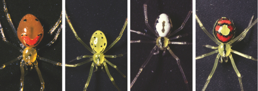   This figure shows the happy face spider found in Hawaii. Despite their variation, these individuals can interbreed. Has adaptive radiation occurred? A)  No, if they can interbreed, they are all the same species. B)  Yes, because they can interbreed, they are all the same species, just with different phenotypes. C)  Yes, their variation is a result of genetic differences. D)  No, there is no variation in their alleles.