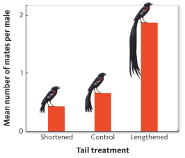 The graph below represents the results of an experiment looking at mate preference in female black widowbirds. The researcher used three groups of male birds: one with artificially shortened tails, one with artificially lengthened tails, and the control group with unaltered tail lengths.   Although females prefer males with the longest tails, very long tails are typically not found among males in their natural environment. Why might this be the case? A)  Male birds with very long tails are easily captured and eaten by predators, so they do not survive to reproduce. B)  Male birds prefer having shorter tails. C)  Mutations have kept tail lengths from increasing. D)  There is no advantage to having increased tail length in the natural environment.