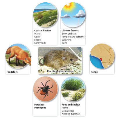   What does this figure represent? A)  an organism's niche. B)  an organism's life zone C)  an organism's habitat D)  an organism's metabolic requirements.